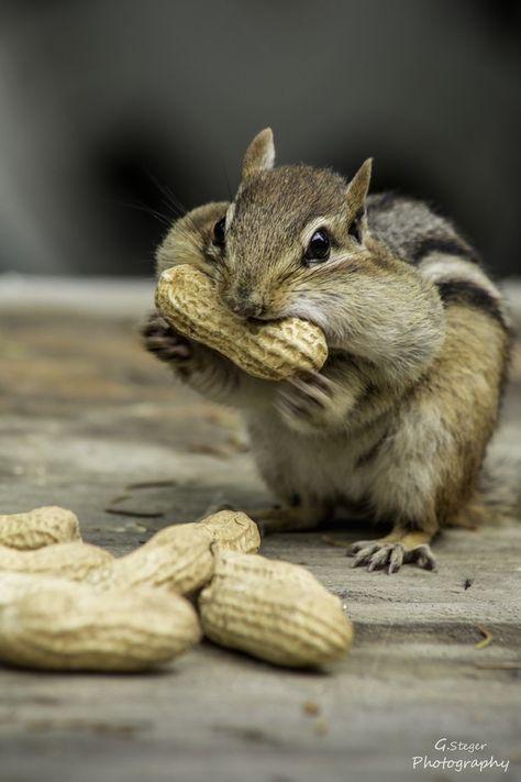 Squerril Cute, Animal Photo Reference, Chipmunk Aesthetic, Chipmunk Photography, Chipmunk Photo, Chipmunk Drawing, Chipmunk Cute, Animal Reference Photos, Heart Touching Stories