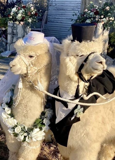 Alpaca Wedding, Costumes 2024, Bride And Groom, Wedding Photo, Alpaca, Photo Ideas, Wedding Photos