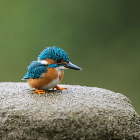 Bird Reference Photos, Aquatic Birds, Water Birds, Kingfisher Bird, Most Beautiful Birds, Pretty Birds, Sea Birds, Bird Photo, Colorful Birds