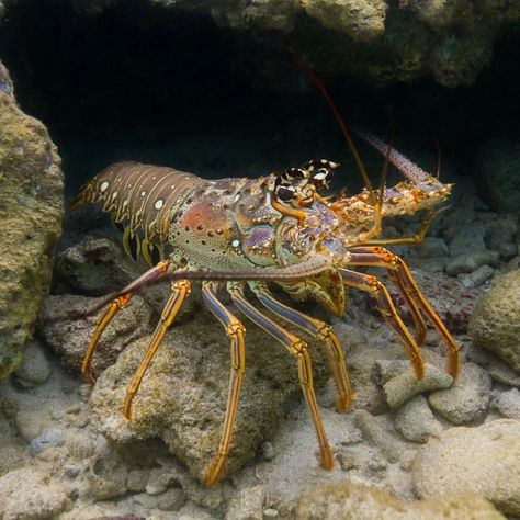 Rainbow Lobster, Water Scenery, Giant Lobster, Spiny Lobster, Arthropods, Beautiful Fish, Sealife, Belize, Under The Sea