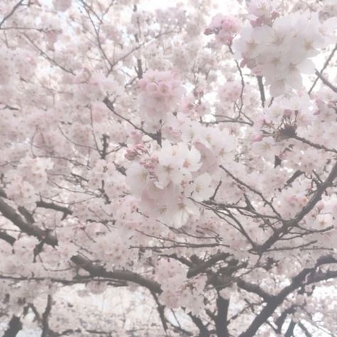 White Sakura Aesthetic, Sakura Widget, Sakura Tree Aesthetic, Japan Tree, Aesthetic Sakura, Sakura Aesthetic, Aesthetic Tree, Japan Icon, Tree Aesthetic