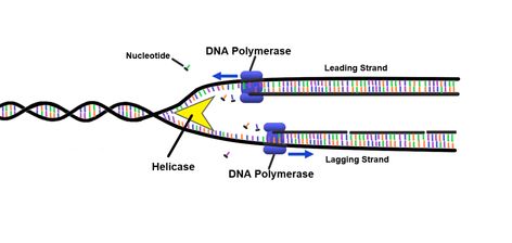 What is the Difference Between DNA Dependent DNA Polymerase and DNA Dependent RNA Polymerase Check more at https://in4arts.com/what-is-the-difference-between-dna-dependent-dna-polymerase-and-dna-dependent-rna-polymerase.html Rna Polymerase, Dna Polymerase, What Is The Difference Between, Toyota Camry, Toyota