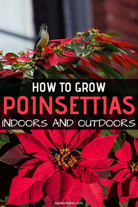 The Christmas poinsettia, Euphorbia pulcherrima, is one of the most popular Christmas houseplants. It is possible to keep the plant through the year. The main factors in caring a poinsettia are light and air, which this plant thrives on. #poinsettia #poinsettiacare #growpoinsettia #agreenhand Poinsettia Care, Poinsettia Plant, Christmas Plants, Holiday Flower, Poinsettia Flower, Christmas Poinsettia, Sun And Water, House Plant Care, Winter Garden