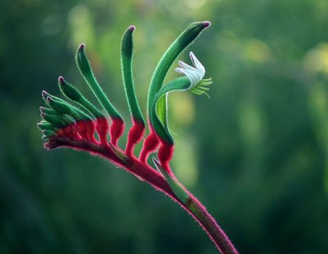 Kangaroo Paw Plant, Poolside Plants, Pool Plants, Tropical Landscape Design, Australian Native Garden, Australian Wildflowers, Drought Tolerant Garden, Tropical Garden Design, Drought Tolerant Landscape