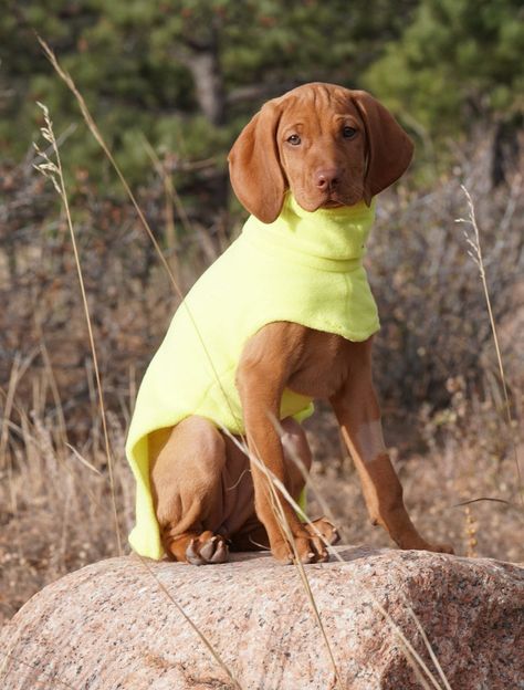 "The Vizsla Puppy Poncho was designed specifically for the Vizsla, but will fit other breeds with similar body shape. Vizsla puppies are especially sensitive to cold weather. These coats offer warmth and can be adjusted as the puppy grows. You can buy just the size you need or a whole set.   Key features: - Warmth: High neck and well covered body provides warmth to the core. Made from soft and plush solid color Anti-Pill Fleece - Freedom of movement: Unrestricted shoulder area  - Easy on and off Puppy Items, Dog Jackets Winter, Puppy Coats, Vizsla Puppy, Cute Dog Pictures, Vizsla Puppies, Dog Coat, Cute Animals Images, Dog Jacket