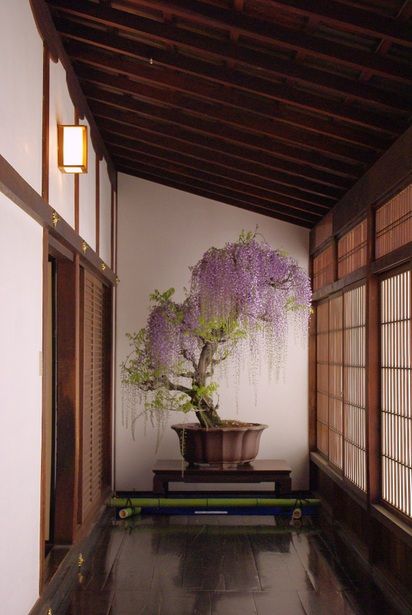 Weeping willow bonsai Wisteria Bonsai, Garden Japanese, Japanese Style House, Japanese Interior Design, Garden Backyard, Miniature Trees, Bonsai Plants, Japanese Interior, Bonsai Garden