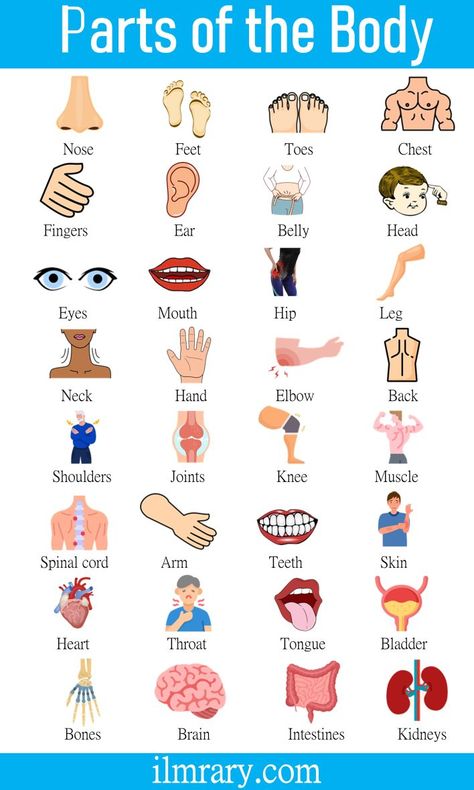 Parts Of Body Name In English With Pictures - Ilmrary A04 Body Name In English, Human Body Name, Human Body Parts Name, Parts Of Body Name, Body Parts Name, Human Body Vocabulary, Body Parts For Kids, Anatomy Flashcards, Parts Of Body