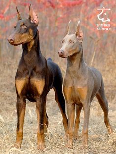 red & fawn doberman | All #Black #Doberman - I've never seen an all black Doberman. | Crazy ... Doberman Pinscher Fawn, Fawn Doberman Pinscher, Light Brown Doberman, Doberman Fawn, Tan Doberman, Fawn Doberman, Doberman Colors, Doberman Pinscher Blue, Blue Doberman