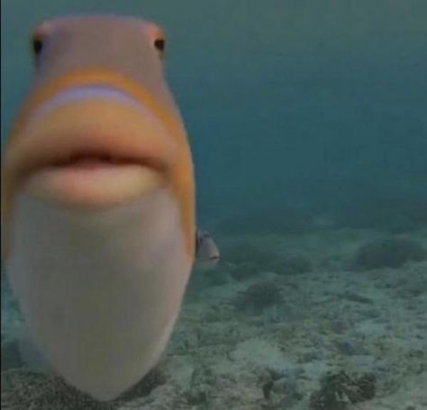 Funny Fish, Fish Face, Casual Makeup, Crush Memes, X Male Reader, Obey Me, Staring At You, Disney Memes, Fishing Humor