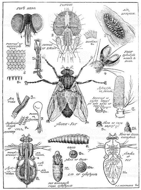 Insect Anatomy, Biology Diagrams, Science Diagrams, House Fly, Fly Drawing, Scientific Drawing, Science Illustration, Insect Art, Scientific Illustration