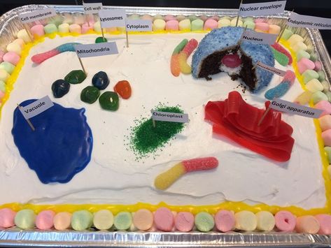 How to make a quick and easy edible plant cell project using cake mix and candy. This is a great way for kids to learn the parts of a plant. Plant Cell Cake Project, Edible Plant Cell Project, Edible Plant Cell, Plant Cells Project Ideas, Plant Cell Cake, Edible Animal Cell, Animal Cell Model Project, 3d Plant Cell, Edible Cell Project