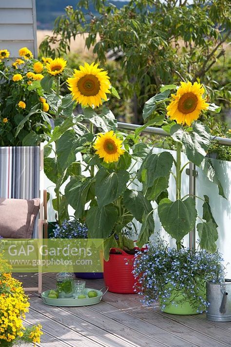 Balcony garden with sunflowers in pots Sunflower In Pot, Sunflowers In Pots, Sunflower In A Pot, Garden With Sunflowers, Potted Sunflowers, Garden Vase, Growing Sunflowers, Small Sunflower, Planting Sunflowers