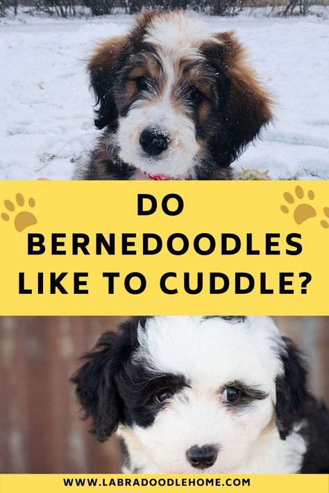 Bernadoodle Puppy, Designer Dogs Breeds, Puppy Stages, Mini Bernedoodle, Best Dogs For Families, Puppy Grooming, Bernedoodle Puppy, Dog Info, Puppy Photos