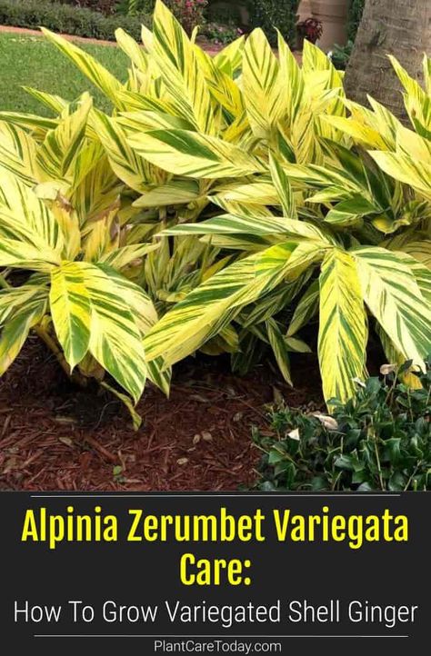 How To Grow Alpinia Zerumbet Variegata Ginger Plants Landscaping, Shell Ginger Landscape, Variegated Ginger Landscape, Variegated Ginger Plant, Aglomena Varieties, Grevillea Coastal Gem, Shell Ginger Plant, Iris Variegata, Front Yard Flower Bed