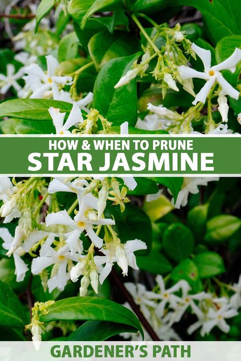 Winter Jasmine, Pacific Northwest Garden, Jasmine Vine, Vegetable Benefits, Evergreen Vines, Jasmine Plant, Star Jasmine, Hedge Trimmers, Easy Care Plants