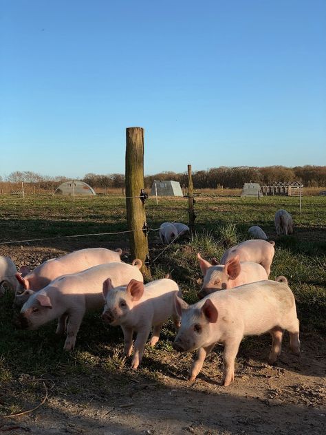 #piglets #dsdh #Denmark #Randers #pigs #babies #farm Piglets Aesthetic, Pig Farm Aesthetic, Pigs Aesthetics, Randers Denmark, Pig Aesthetic, Pigs Farm, Backyard Flowers Garden, Med Vet, Prey Animals