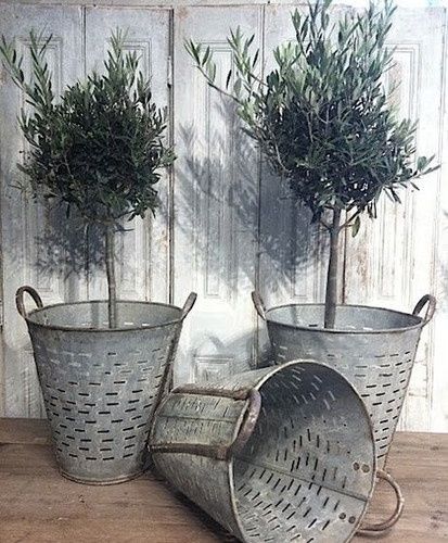 Driven By Décor: Decorating with Vintage Olive Buckets Growing Olive Trees, Metal Buckets, Olive Bucket, Galvanized Buckets, Driven By Decor, Reuse Recycle, Galvanized Metal, Olive Tree, French Country Decorating