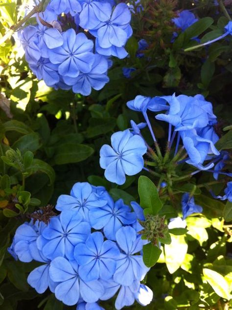 Blue Jasmine, Plumbago auriculata | Online Flower Garden - Blue Jasmine Flower, Blue Jasmine, Blue Plumbago, Fast Growing Shrubs, Texas Gardening, Jasmine Flower, Cute Flower Wallpapers, Language Of Flowers, Plant Life