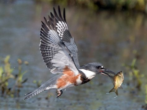 Belted Kingfisher - eBird Kingfisher Tattoo, Mark Batterson, Merlin Bird, Belted Kingfisher, Bird Identification, Water Bodies, Art Gallery Wallpaper, Barn Owl, Blue Band