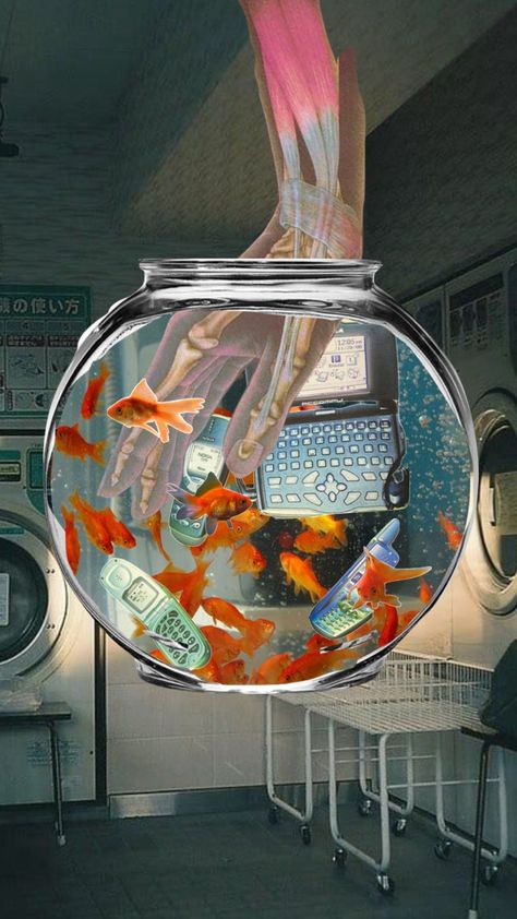 #aesthetic #fish #nokia #fishbowl #film #disposablecamera Aesthetic Fish, Shuffles Aesthetic, Disposable Camera, Fish Bowl, Clear Water, Cool Drawings, Connect With People, Your Aesthetic, Aesthetic Art