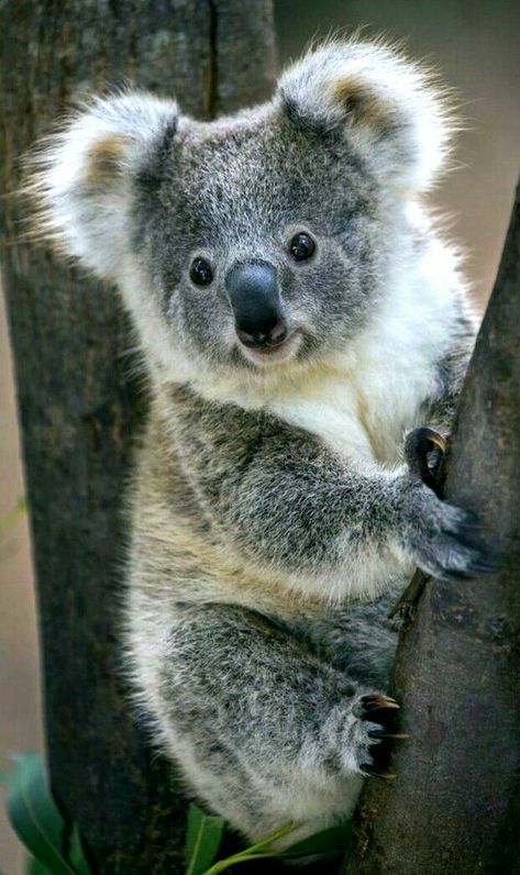 Koala Photo, Koala Cute, Cute Koalas, Cute Koala Bear, Koala Bears, Australia Animals, Baby Koala, Australian Animals, Cute Animal Pictures