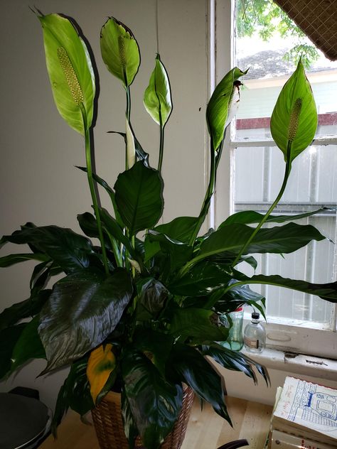 Peace lily looking not so peaceful. I have only had it for 2 weeks. Watered it well when I got it. The large white flower petals have turned green and so of the leaves look sickly? What am I to do? White Flower Petals, Pinterest Plant, Plants Names, Peace Lillies, Peace Lily Plant, Modern Minimalist Home, Lily Plants, Minimalist House Design, Peace Lily