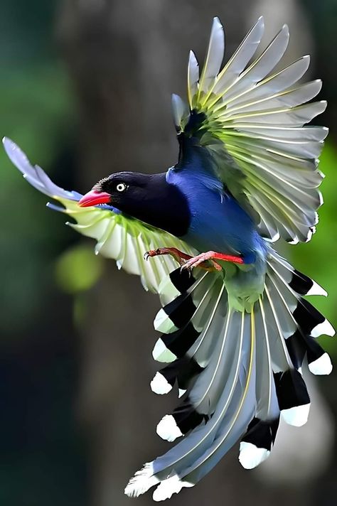 Exotic Birds Photography, Amazon Birds, Beatle Juice, Air Birds, Wild Animals Photos, Bird Wings, Exotic Bird, Rare Birds, Colorful Bird