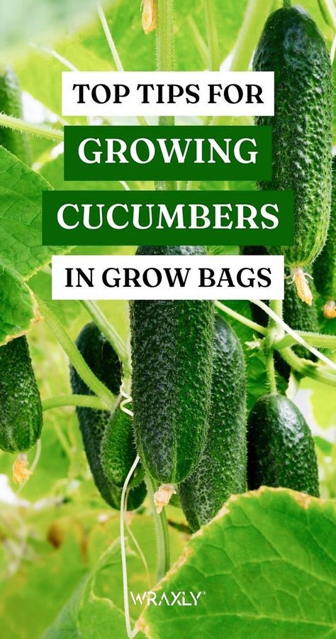 Growing Cucumbers In Containers, Cucumbers In Containers, Cucumber Garden, Fabric Grow Bags, Garden Cucumbers, Cucumber Seedlings, How To Grow Cucumbers, Grow Cucumbers, Gemüseanbau In Kübeln