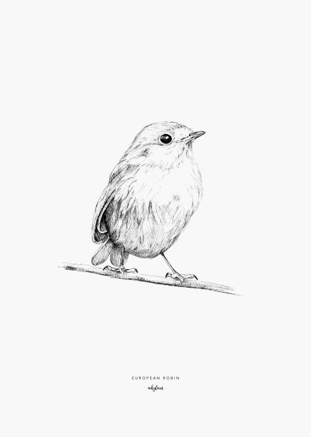 inkylines - Shop Black And Grey Robin Tattoo, Robin Bird Sketch, Small Robin Tattoo Black And White, European Robin Tattoo, Robin Tattoo Simple, Black And White Robin Tattoo, Robin Illustration Bird, Bird Drawings Cute, Fine Line Robin Tattoo