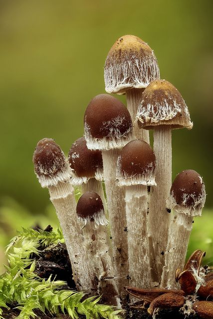 A cluster of very young and still woolly fruit bodies of Conocybe appendiculata (Basidiomycota, Agaricales). Relatively common species on decomposing wood. Fieldstack based on 65 exposures (ISO100, f/5.0, 1/6sec, natural light), assembled in ZS (Dmap & Pmax). Image about 30mm high (1.2x on ff), not cropped. When young this species looks like Tubaria furfuracea. After checking some microscopic features of the pictured specimens today, I noticed that they clearly belong in Conocybe. Mushroom Cluster, Lichen Moss, Mushroom Pictures, Plant Fungus, Slime Mould, Mushroom Fungi, Forest Floor, Wild Mushrooms, Mushroom Art