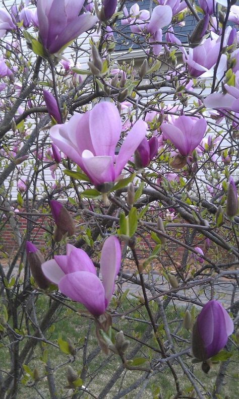 Magnolia tree Landscape With Magnolia Tree, Purple Magnolia Tree, Growing Magnolia Trees From Seed, Purple Magnolia Flower, Lavender Landscape, Purple Magnolia, Magnolia Soulangeana Tree, Flower Magnolia, Tulip Magnolia