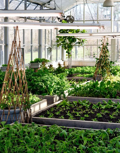 Go Inside Martha Stewart's Vegetable Greenhouse and Get Her Spring Vegetable Recipes | Martha Stewart Vegetable Greenhouse, Types Of Lettuce, Greenhouse Vegetables, Raised Planter Boxes, Vegetable Garden Tips, Home Greenhouse, Greenhouse Growing, Small Greenhouse, The Home Edit