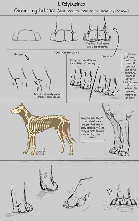 .:Canine Leg Tutorial:. by LikelyLupine.deviantart.com on @deviantART Leg Tutorial, Canine Anatomy, Wolf Sketch, Drawing Legs, Canine Drawing, Dog Anatomy, Dog Leg, My Arts, Animal Anatomy