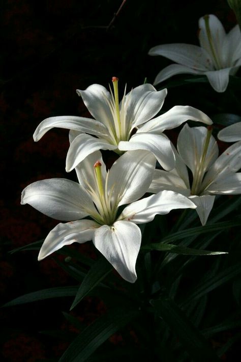 Lillies Flowers Aesthetic, White Lily Flower, White Lilly, Nothing But Flowers, Flower Therapy, Floral Photography, White Lilies, Arte Floral, Lily Flower