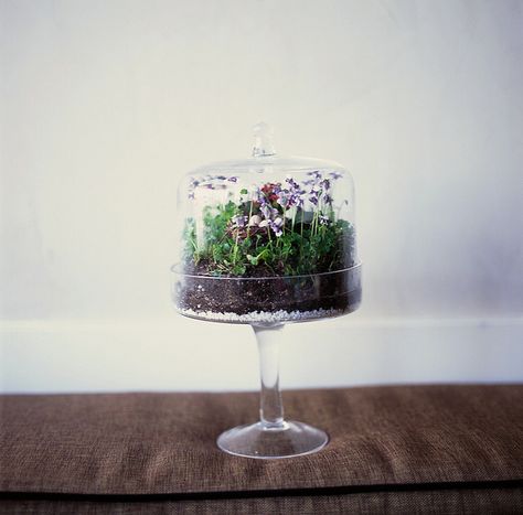 Terrarium Terrariums Diy, Miniature Terrarium, Mini Terrarium, Terrarium Containers, Deco Nature, Indoor Gardens, Garden Terrarium, Terrarium Diy, Terraria