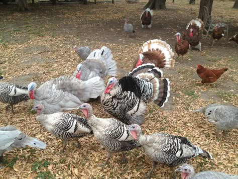 Backyard Turkeys, Turkey Farming, Turkey Breeding Pens, Turkey Homestead, Heritage Turkey Breeds, Turkey Bird Farm, Turkey Breeds, Pet Turkey, Turkey Farm