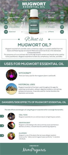 Mugwort essential oil smells very camphorous, herb-like, and bitter. There are many uses and benefits, but there are also dangers you must know. Mugwort Benefits, Plant Alchemy, Mugwort Essential Oil, Mugwort Oil, Infused Oil Recipes, Magick Oil, Magic Oil, Homemade Essential Oils, Essential Oil Education