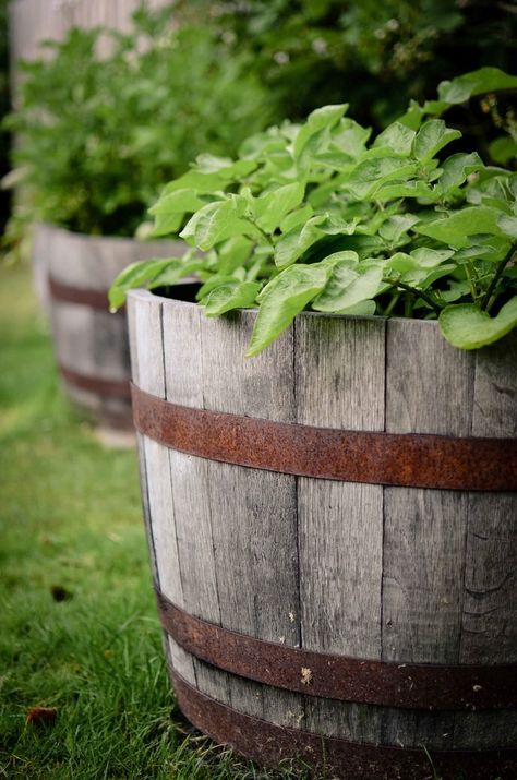 Potato Barrel, Grow Potatoes, Vegetables Garden, Planting Potatoes, Homegrown Food, Garden Layout Vegetable, Vegetable Farming, Urban Farmer, Garden Plots