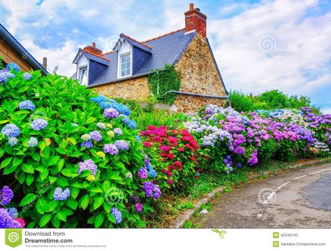 Brittany, France stock image. Image of europe, door, flowers - 42449145 Perennial Garden Plans, Fast Growing Shrubs, Endless Summer Hydrangea, Summer Flowers Garden, Hydrangea Colors, Backyard Flowers, Summer Plants, Outdoor Flowers, Beautiful Flowers Garden