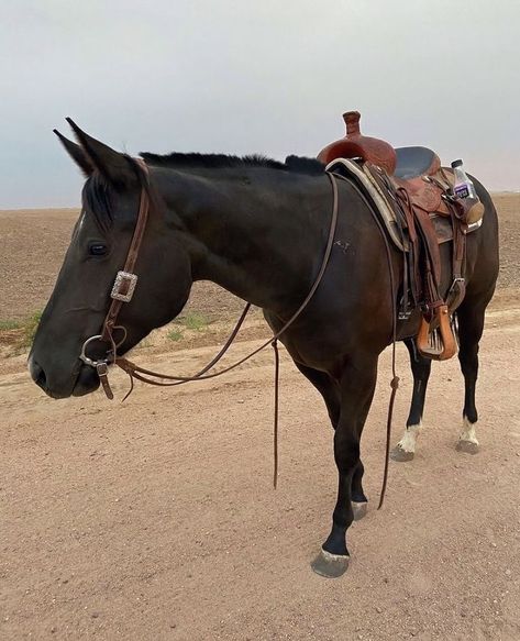 Western Horse Tack Turquoise, Horseback Riding Trails, Homesteading Animals, Horse Riding Aesthetic, Western Horses, Show Jumping Horses, Pony Breeds, Trail Ride, Barrel Racing Horses