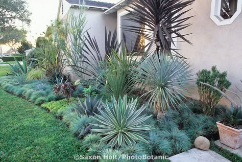 Southern California. front yard garden border with succulents and blue fescue grass Southern California Front Yard, California Front Yard, Fescue Grass, Garden Library, Blue Fescue, Succulent Landscape Design, Florida Landscaping, Drought Tolerant Garden, Backyard Garden Layout