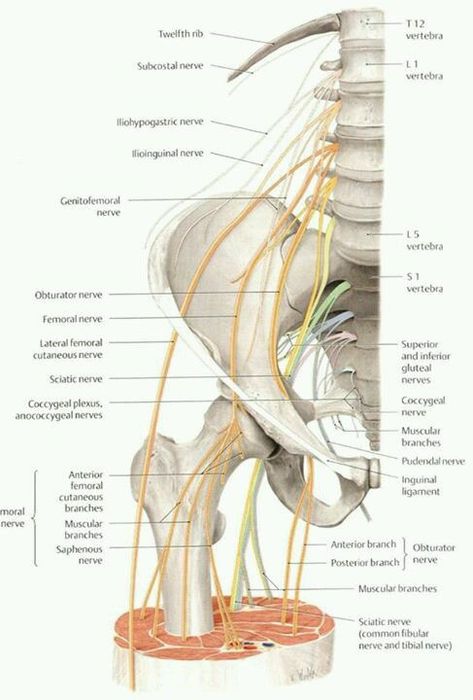 Leg Nerves Anatomy, Lower Limb Anatomy, Lumbosacral Plexus, Lumbar Plexus, Limb Anatomy, Muscular System Anatomy, Hip Anatomy, Nerve Anatomy, Anatomy Images