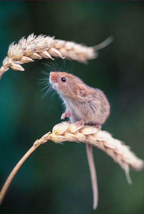 Mouse Looking Up, Harvest Mice, Regard Animal, Animal Photography Wildlife, Harvest Mouse, British Wildlife, Paintings Prints, Rodents, Animal Photo