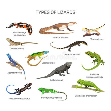 Lizards vector set in flat style design. Different kind of lizard reptile specie , #ad, #style, #design, #kind, #flat, #Lizards #ad Types Of Lizards, Lizard Types, Reptile Decor, Veterinary Science, Fitted Tablecloths, Striped Table, Tablecloth Fabric, Icon Collection, Reptiles And Amphibians