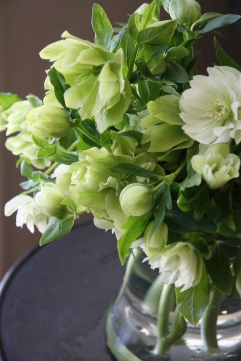 Green And White Flowers, Lenten Rose, White Florals, Christmas Rose, Wedding Board, Flower Beauty, Types Of Flowers, Flower Images, Beautiful Blooms