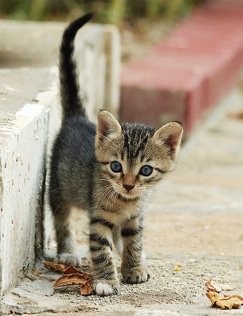 1st Steps in Big New World (Feral / Stray kitten) Flickr ~ don't you just want to take them all home? Soft Kitty Warm Kitty, Tabby Cats, Cats Photos, Adorable Kittens, Cute Kitties, Feral Cats, Adorable Cats, Cat Facts, Kitty Love