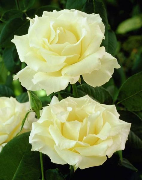 Pale yellow Growing Roses, Hybrid Tea Roses, Most Beautiful Flowers, Pretty Roses, Beautiful Rose Flowers, Tea Roses, All Flowers, Mellow Yellow, Exotic Flowers