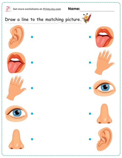 My Body Preschool Worksheets, Match The Body Parts Worksheet, Kindergarten Matching Worksheets, Matching Activities For Preschoolers Free Printables, Free Matching Games For Preschoolers, Matching Pictures For Kids, Match The Colors Worksheet, Match Worksheet Preschool, Learning Toddler Activities