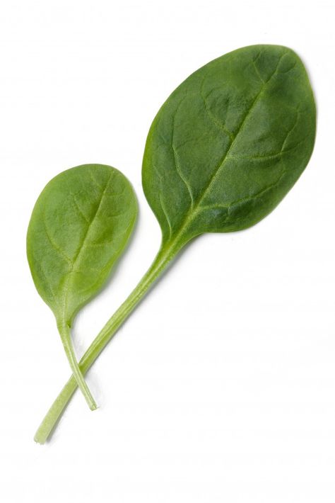 Spinach on the table | Free Photo #Freepik #freephoto #food #leaf #kitchen #farm Painted Garden Rocks, Kitchen Farm, Painting References, Ginger Smoothie, Rustic Wooden Table, Green Cocktail, Decorative Leaves, Spinach Leaves, Green Vegetables