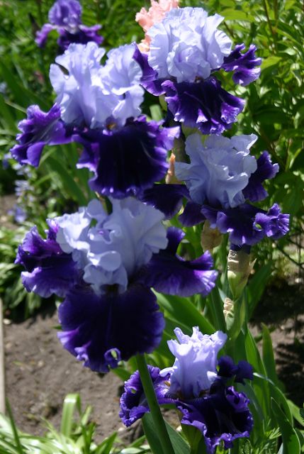 Cool Flowers, How To Plant Bearded Iris, Bearded Iris Garden, Purple Iris Flowers, Tall Bearded Iris Gardens, Iris Garden, Bearded Iris, Unusual Flowers, Rare Flowers